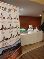 Pokaż zdjęcie w powiększeniu Gołębie zdjęcie